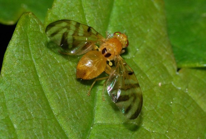 Acidia cognata